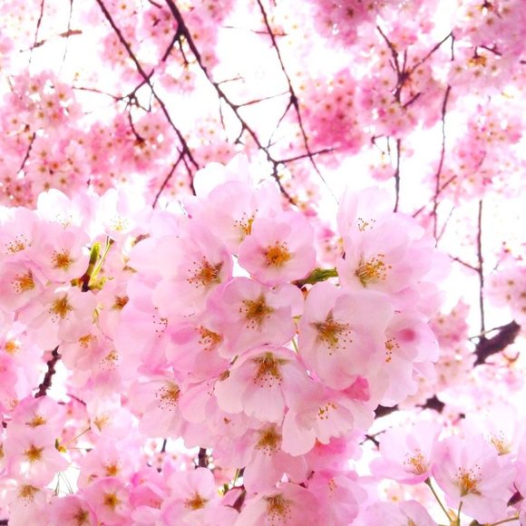 Meet your Posher, Tatiana - Picture 3 of 3